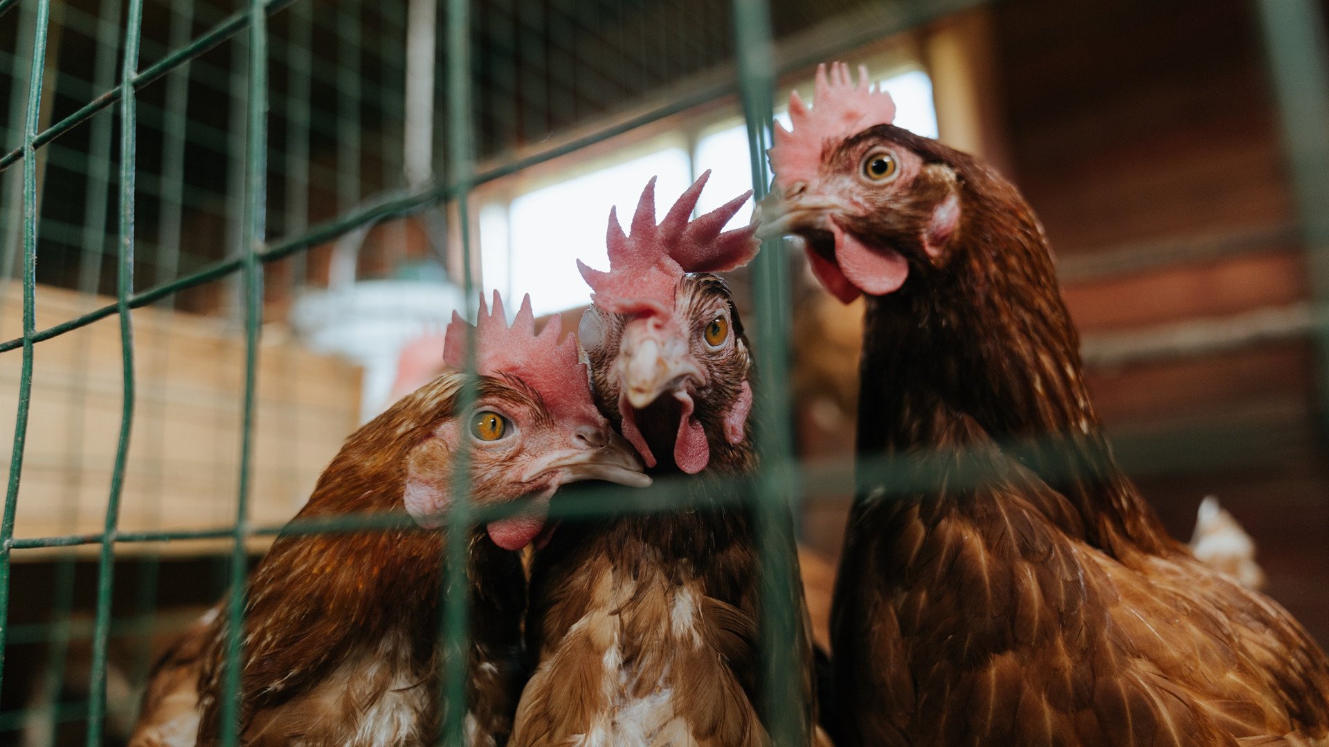 西甲国家德比焦点战,皇马凭借乌拉圭力量强势晋级,再现经典对决