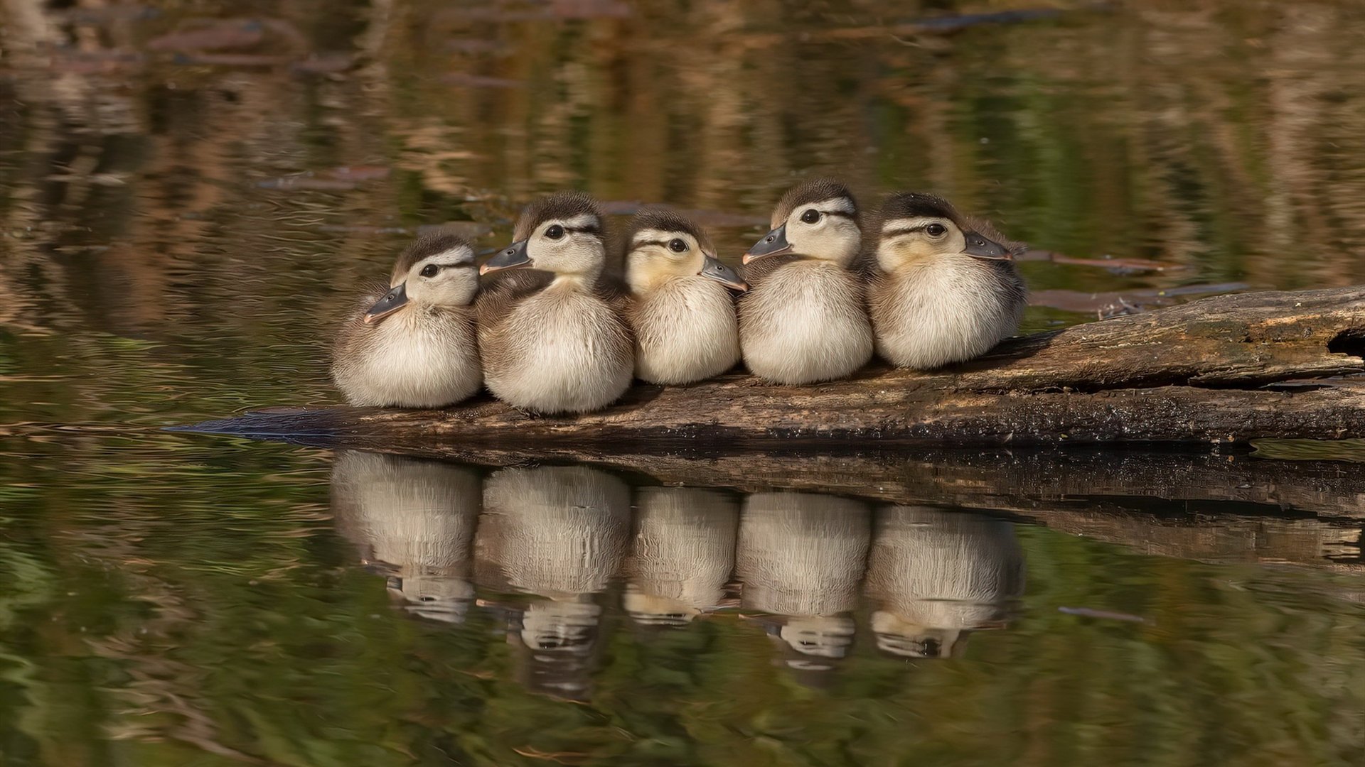 封神夜!一场比赛抢下奥运入场券,马克西用统治级数据改写命运