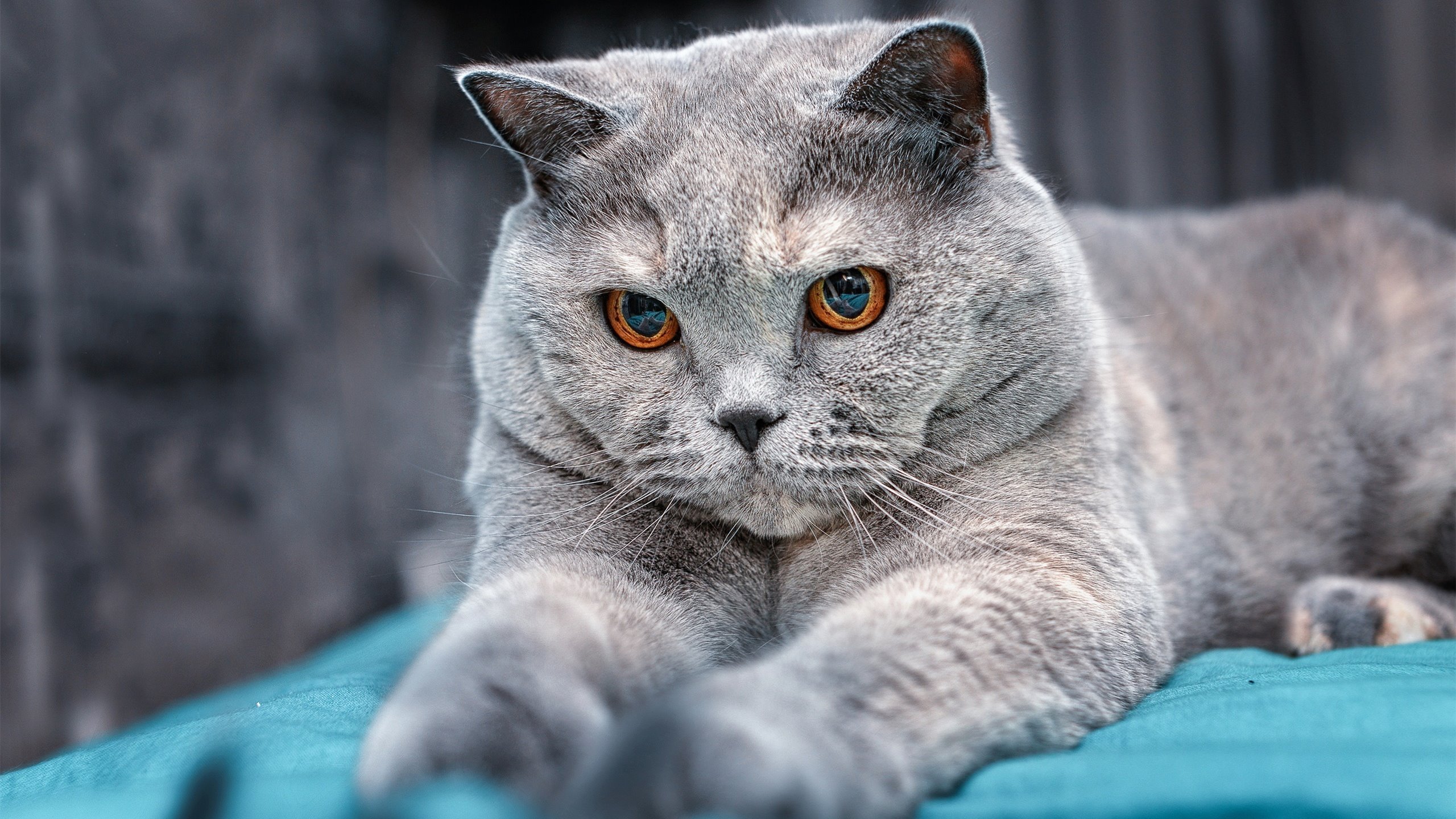 燃烧之心,卡拉斯科如何在F1终极之夜主宰最后十圈