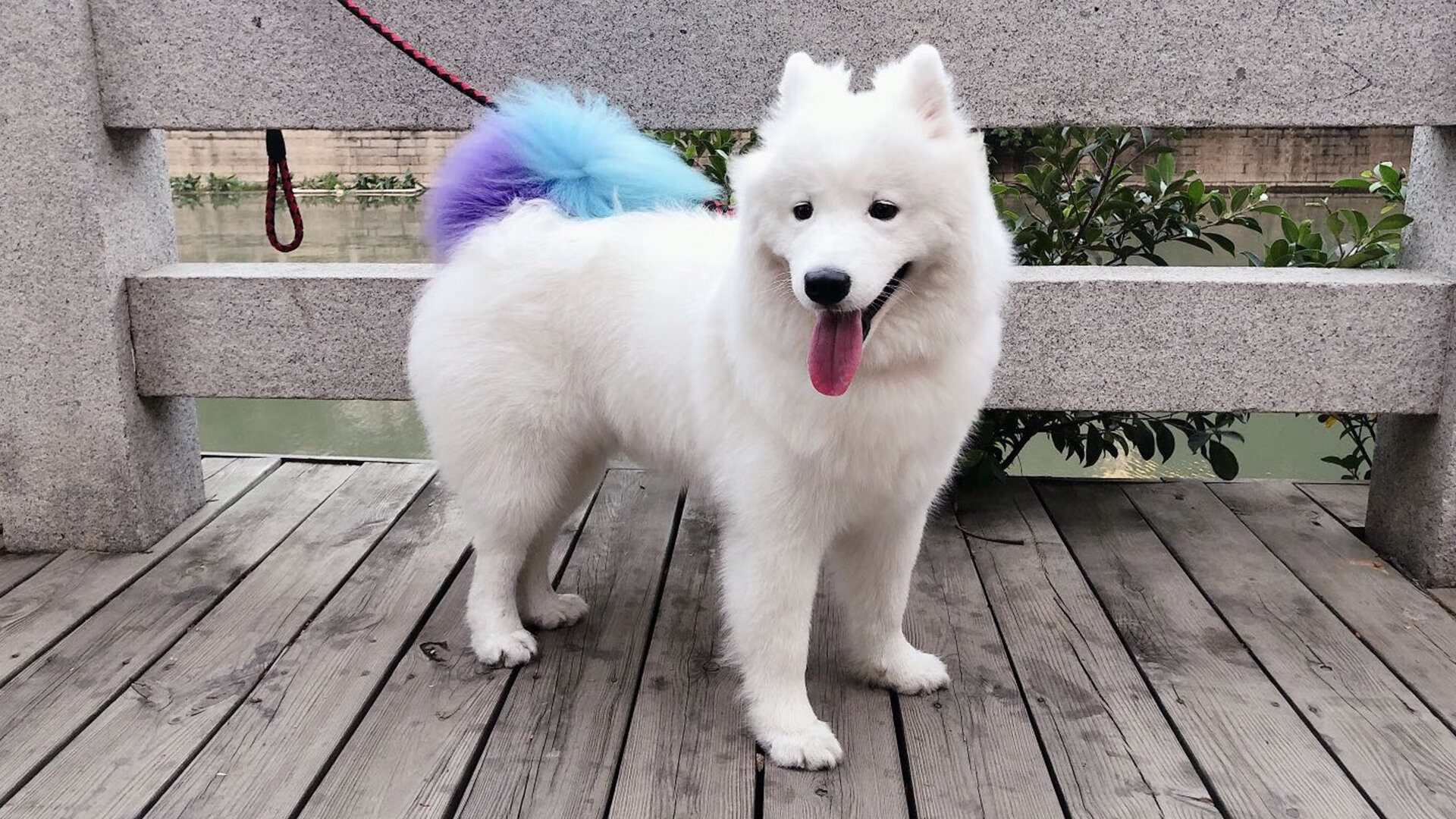 篮坛巅峰与绿茵硬仗,今夜,我们为不屈加冕