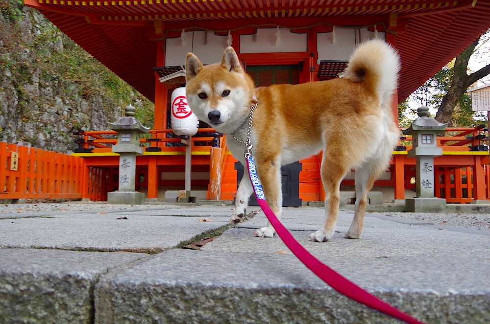 风暴眼中心起舞，当赖斯在牙买加掀翻加纳的史诗中加冕