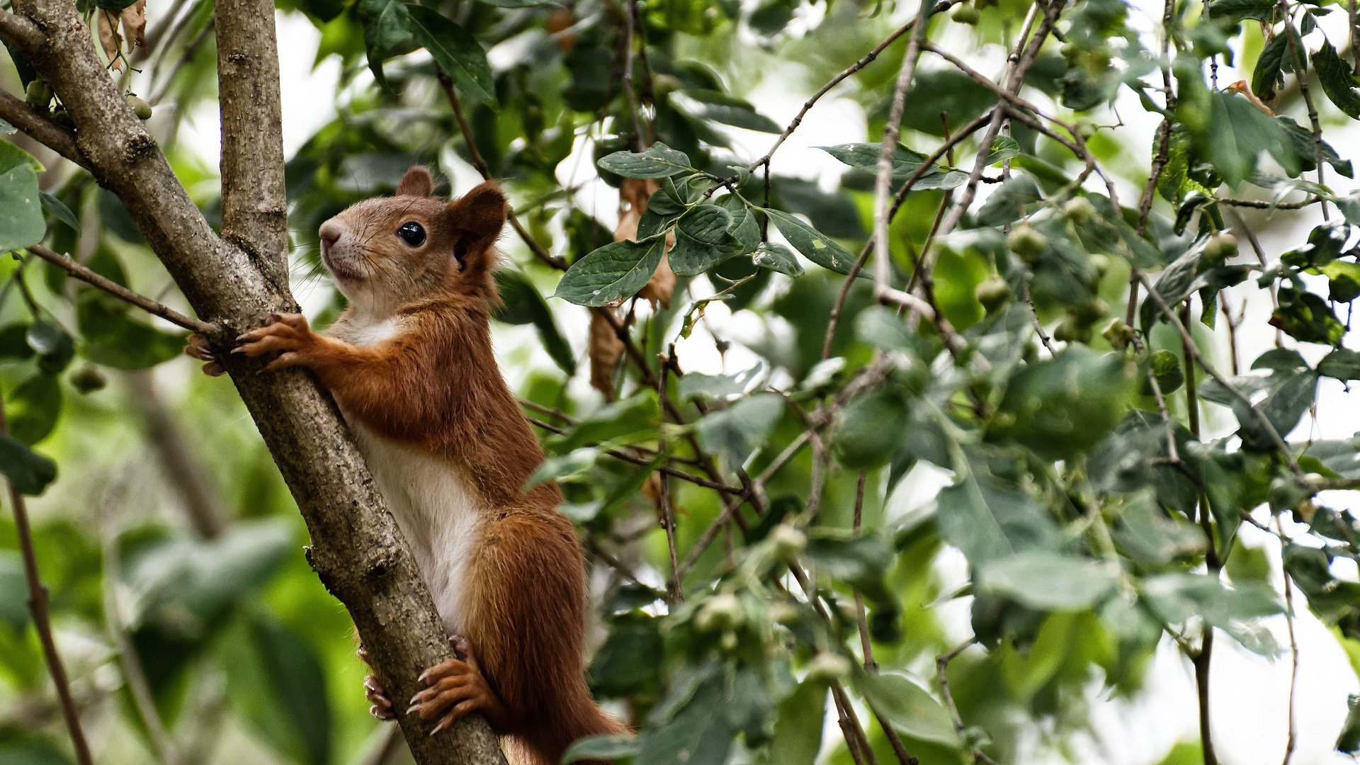 卡马文加的晨曦与迦太基之鹰的长啸—当新星崛起撞击旧秩序裂痕