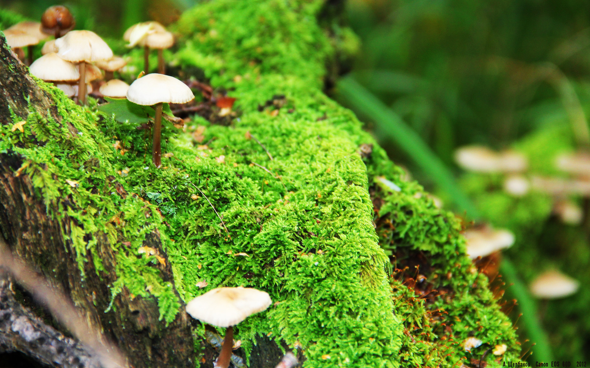 铁闸与利刃，坎特一夫当关，里昂血战喀麦隆铁骑