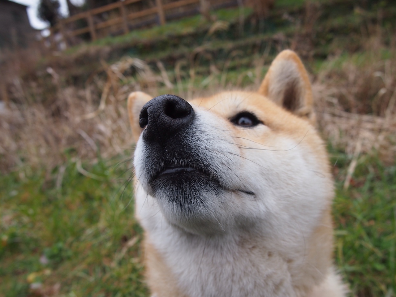 锁定胜局，当活塞的铁链缠绕上独行侠的银河战舰