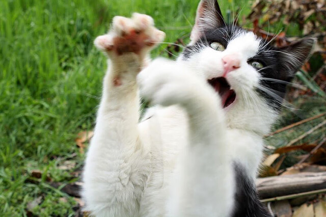 北欧风暴席卷东南亚,齐耶赫导演绝杀,丹麦在B组生死战中碾碎泰国奇迹
