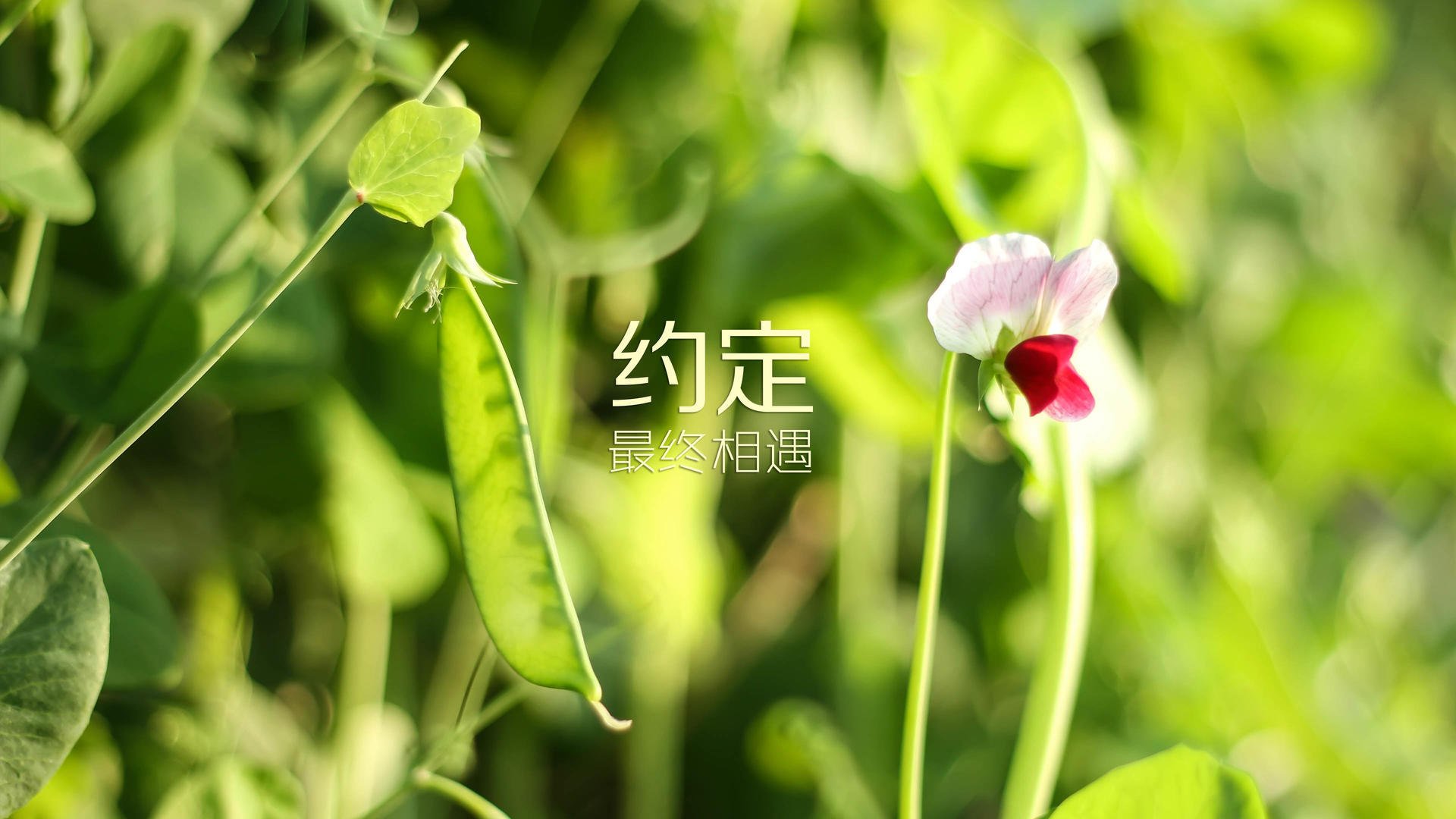老将的黄昏与新神的黎明,莱万加冕,意大利在死亡之组的钢铁独白